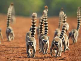 Lemuri_Madagascar_s