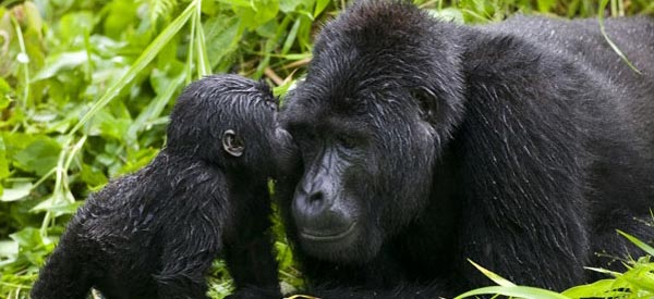 Gorilla Trekking expeditie in Uganda