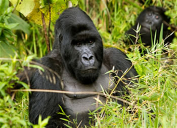 uganda gorile